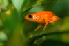 Mantella aurentiaca.jpg