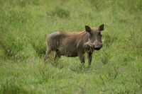 Phacochoerus africanus -Hells Gate National Park, Kenya-8.jpg