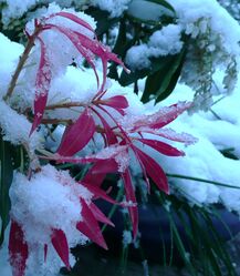 Pieris in snow April2008.jpg
