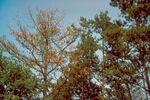 Pinus echinata killed by Phytophthora.jpg