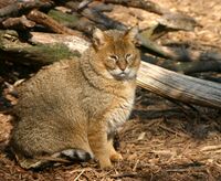 Rohrkatze-6218.jpg