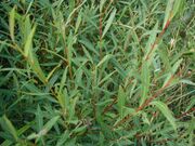 Salix-purpurea-leaves.JPG