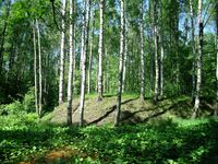 Sestroretsk 3.jpg