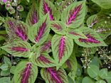 Starr 021122-0100 Solenostemon scutellarioides.jpg