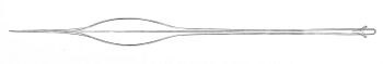 Taonius borealis gladius.jpg