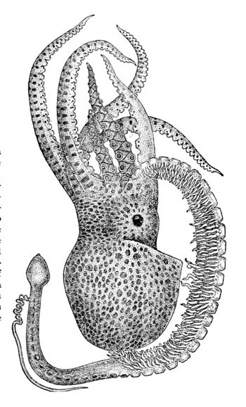 Tremoctopus violaceus5.jpg