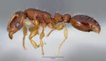 Vollenhovia emeryi casent0003196 profile 1.jpg