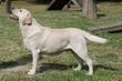 Yellow Labrador Retriever 2.jpg