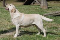 Yellow Labrador Retriever 2.jpg