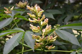 Aesculus flava (octandra) blossom and leaves (Gelbe Rosskastanie)DSC 0020.jpg