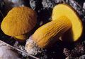 Boletus auriflammeus 78796.jpg