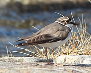 Charadrius placidus japonicus.JPG