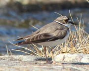 Charadrius placidus japonicus.JPG