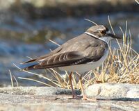 Charadrius placidus japonicus.JPG