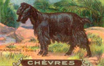 Chevres 9.jpg