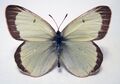 Colias marcopolo (ižač) — Polo nimel nimitadud (vl 1888) lipkaine, putui vastha Afganistanas i Pamiran pautkil