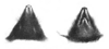 Head drawings of Talpa caeca.png