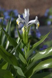 Iris magnifica 12.jpg