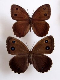 Minois dryas pair.jpg
