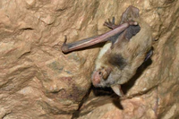 Myotis blythii 02.jpg