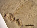 NHMUK9163 Leucotaphus gurnetensis.jpg