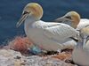 Northern-Gannet-6.jpg