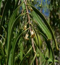 Pittosporum phillyreoides 3.jpg