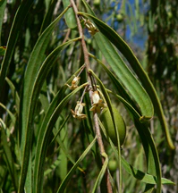 Pittosporum phillyreoides 3.jpg