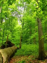 Primeval forest Havešová.jpg