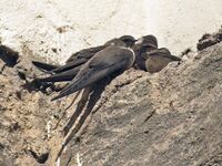 Ptyonoprogne rupestris -Europe-8.jpg