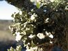 Ramalina fastigiata1.jpg