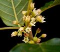 Rhamnus frangula 07 ies.jpg
