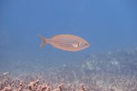 Sarpa salpa; Goldline.jpg