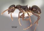 Teratomyrmex greavesi casent0102382 profile 1.jpg