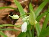 Allium paradoxum 26-04-2010 594.jpg