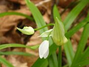 Allium paradoxum 26-04-2010 594.jpg