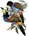 Andigena cucullata by John Gould.jpg