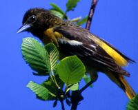 BaltimoreOriole23.jpg