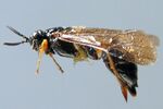 Blasticotoma filiceti.jpg