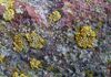 Caloplaca decipiens.JPG