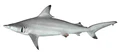 Carcharhinus limbatus csiro-nfc.jpg