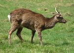 Cervus nippon 03 by Line1.jpg