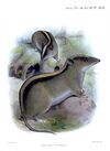 Chrotomys whiteheadi.jpg