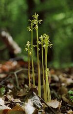 Corallorrhiza trifida 05 mg-k.jpg