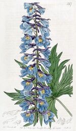 Delphinium cuneatum.jpg