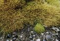 Deschampsia antarctica and Colobanthus quitensis.jpg