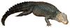 Dwarf Caiman white background.jpg