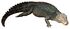 Dwarf Caiman white background.jpg