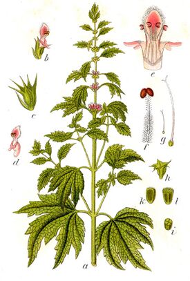 Leonurus cardiaca Sturm41.jpg