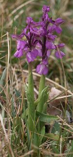 Orchis morio plants.jpg